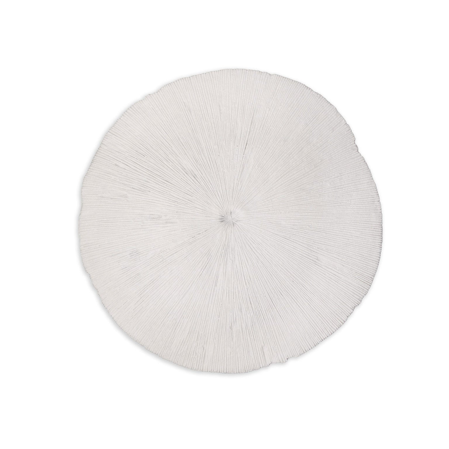 Sand Dollar - Medium