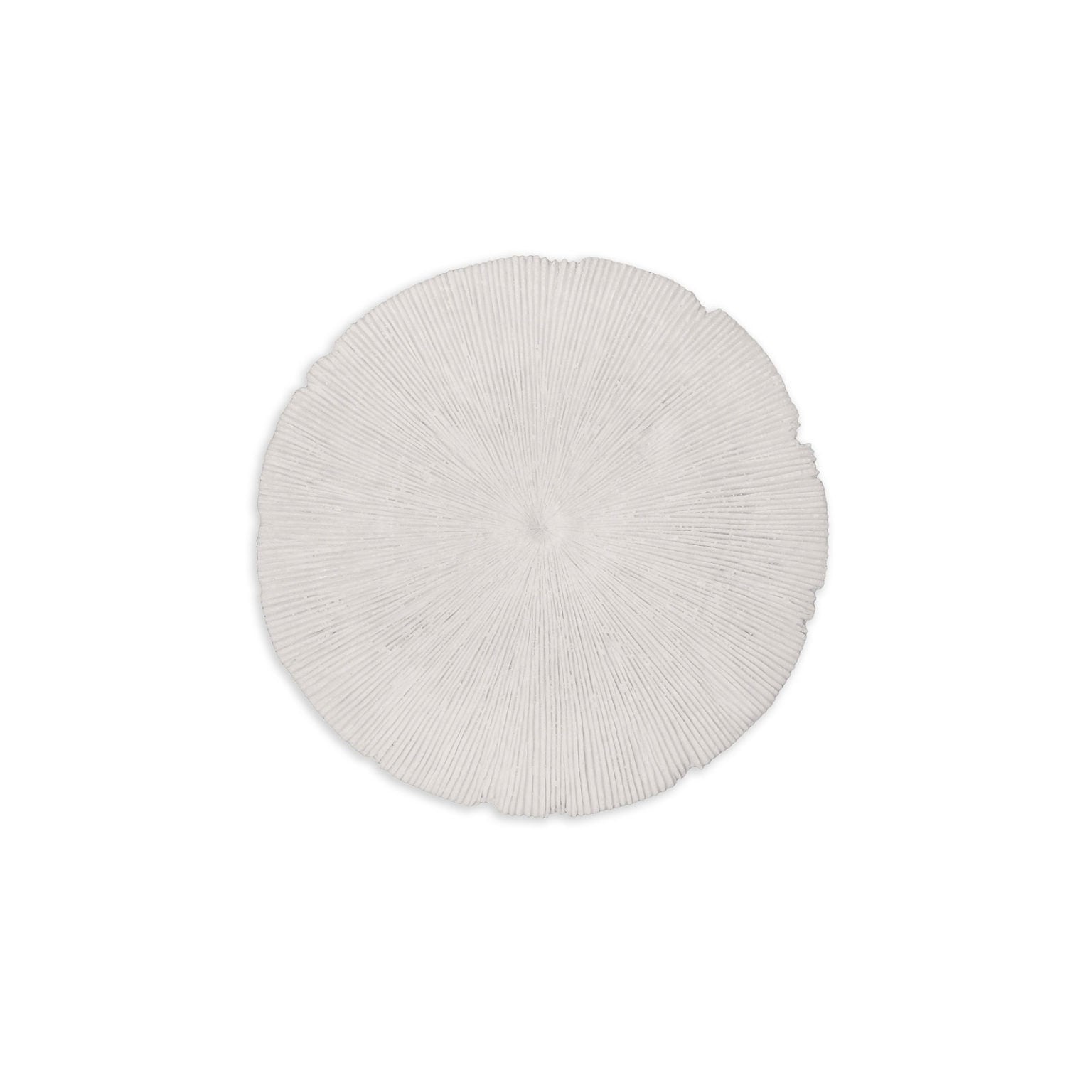 Sand Dollar - Small